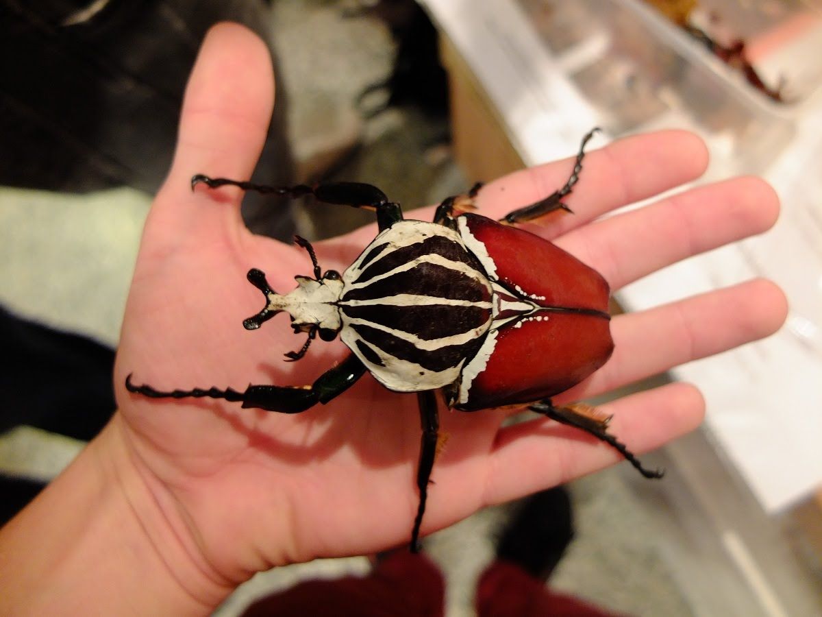 The Goliath beetle is a giant insect known (3-4 Ounces)